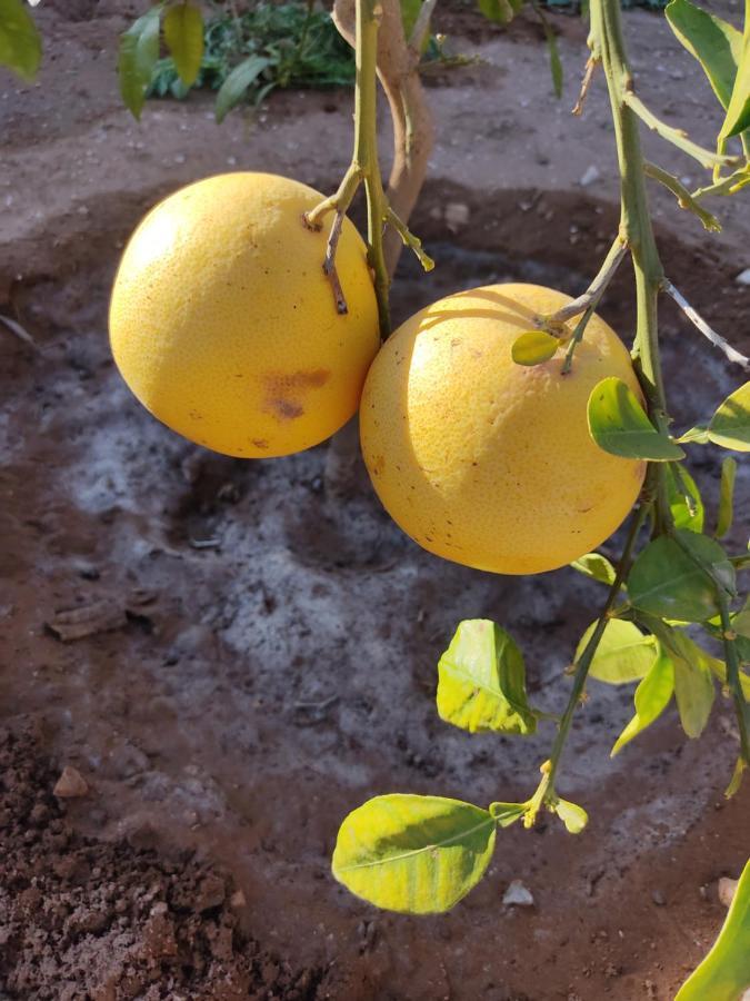 شقة Petit Paradis Sidi Bibi المظهر الخارجي الصورة